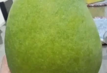 Manis dan Menyegarkan, Buah Mangga Jadi Primadona di Musim Panas