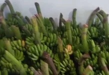 Harga Pisang Barangan Stabil, Petani di Lhokseumawe Raup Keuntungan