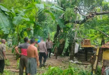 Pohon Tumbang Timpa Rumah Warga di Blang Panyang