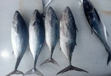Kaya Nutrisi dan Omega-3, Ikan Tuna Jadi Pilihan Tepat untuk Menjaga Kesehatan Tubuh