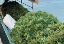 Rumput Laut: Superfood Alami dari Laut yang Kaya Manfaat