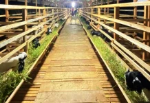 Pemerintah Desa Nibong Baroh Kembangkan Ternak Kambing