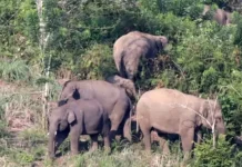 Jalur Jelajah Gajah Aceh Berubah, Tim Konservasi Lakukan Kajian Ulang