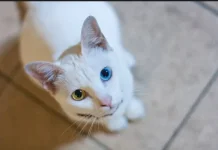 November 2025, Thailand Tetapkan 5 Ras Kucing Sebagai Hewan Peliharaan Nasional