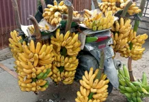 Pisang, Superfood Murah dengan Segudang Manfaat Kesehatan