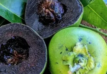 Mengenal Buah Puding Cokelat : Black Sapote