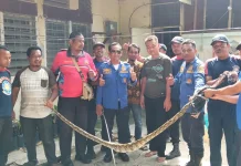 Ular Piton Masuk Kandang Ayam di Perumahan Arun