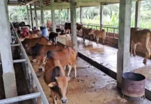 Menjelang Idul Adha 1447 H, Berikut Tips Panduan Aman Berkurban bagi Masyarakat