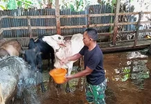 Adi Farm Jadi Andalan Warga Penuhi Kebutuhan Kurban
