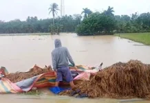 Pemerintah Aceh Kejar Rehabilitasi dan Rekonstruksi Lahan Sawah Pascabencana
