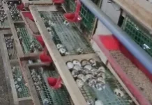 Telur Puyuh: Si Kecil Bergizi Tinggi yang Menjadi Rahasia Kesehatan Tubuh