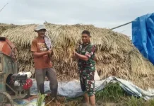 Babinsa Koramil Simpang Keuramat Bantu Petani Angkut Hasil Panen