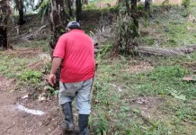 Petani Sawit di Batu Anam Lakukan Pemupukan Berkala untuk Tingkatkan Hasil Panen