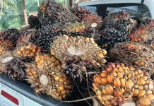 Harga TBS Kelapa Sawit di Aceh Utara Diharapkan Stabil Rp3.000 per Kilogram