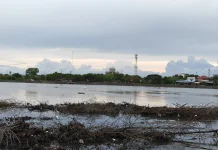 Upaya Bangau Putih Bertahan Hidup di Alam Bebas
