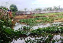 Pasang Purnama Rusak Belasan Hektar Tanaman dan Rendamkan Pemukiman