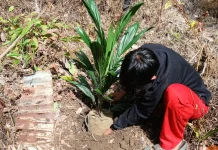 Warga Manfaatkan Lahan Kosong untuk Tanam Kelapa Sawit