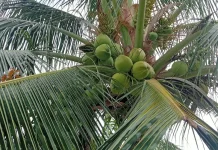 Minum Air Kelapa Muda Memiliki Segudang Manfaat untuk Kesehatan Tubuh