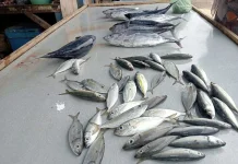 Harga Ikan di Lhokseumawe Melonjak Drastis, Nelayan Terdampak Cuaca Buruk