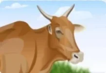 Inilah 5 Tips Cara Memilih Hewan Kurban yang Baik