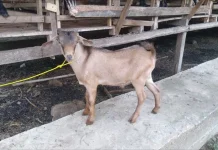 Warga Lhokseumawe Diimbau Jeli Pilih Hewan Qurban dan Pastikan Ber-SKKH