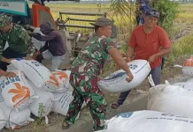 Babinsa Turun Langsung ke Sawah Bantu Petani Angkut Hasil Panen