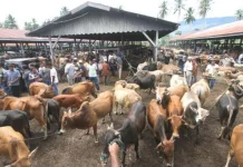 Idul Adha Makin Dekat, Anak Muda Mulai Berburu Makna di Balik Ibadah Kurban