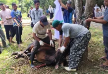 Gampong Dayah Baro Pidie Sembelih 8 Sapi dan 10 Kambing di Idul Adha 1447 H