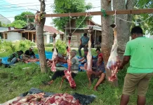 Tumpok Teungoh Sembelih 48 Ekor Lembu dan 57 Kambing Qurban