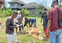Desa Meubasah Blang Kandang Sembelih 8 Ekor Sapi Qurban