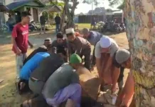 Cabang Dayah Abu Paya Pasi di Lhokseumawe Sembelih Dua Ekor Sapi Qurban