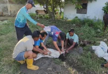 Semangat Berkurban di Hagu Selatan, Warga Sembelih 18 Ekor Lembu dan 15 Ekor Kambing