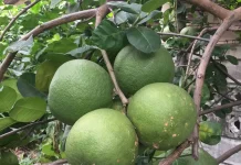 Pilihan Tanaman Buah Mudah Dirawat di Pekarangan Rumah