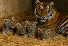 Empat Anak Harimau Sumatra Lahir di Inggris