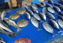 Harga Relatif Mahal, Masyarakat Tetap Beli Ikan Segar