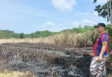 Camat Julok Ingatkan Bahaya Membakar Jerami dan Sampah saat Kemarau