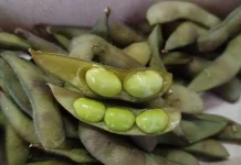 Kacang Edamame si Hijau yang Kaya Manfaat Bagi Kesehatan