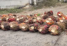 Harga TBS Kelapa Sawit di Aceh Utara Berangsur Naik Pasca Iduladha