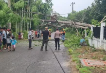 Polisi Bersama Warga Evakuasi Pohon dan Tiang Listrik Roboh