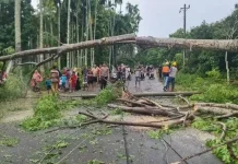 Pohon dan Tiang Listrik Tumbang di Nisam Antara, Warga Terluka