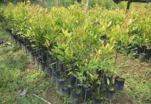 Relawan Tanam 300 Pohon di Aceh Tamiang untuk Penghijauan