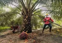 Kebijakan Ekspor Baru Bayangi Harga Sawit Aceh Tamiang