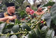 Bea Cukai Ungkap Penyebab Penurunan Ekspor Kopi Aceh dalam Dua Tahun Terakhir