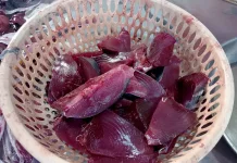 Ikan Tongkol, Sumber Protein Laut yang Kaya Manfaat
