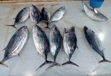 Harga Ikan Tongkol di Lhokseumawe Turun, Tangkapan Melimpah
