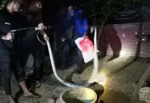 Damkar Lhokseumawe Evakuasi Ular Piton 3 Meter di Kandang Bebek Warga