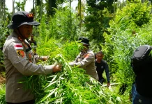 Dua Hektar Ladang Ganja di Sawang Dimusnahkan