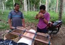 Panen Raya Durian di Aceh Utara, Pedagang Raup Berkah