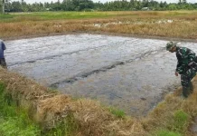Babinsa Kodim Aceh Utara Turun ke Sawah, Dampingi Petani Siapkan Musim Tanam