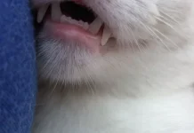 Manfaat Memelihara Kucing untuk Kesehatan